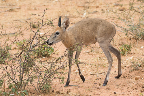 Bush Duiker