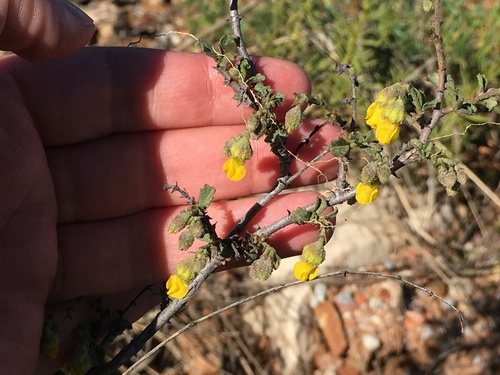 Image of Hermannia cuneifolia by (c) Kobus Meyer, some rights reserved (CC BY)