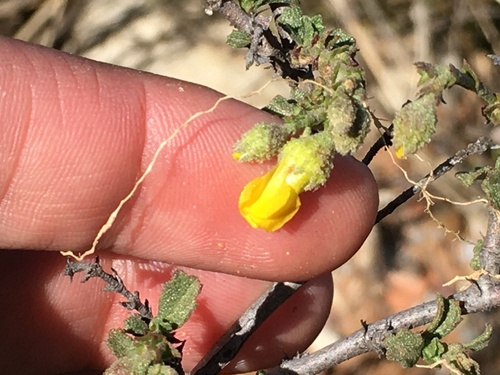Image of Hermannia cuneifolia by (c) Kobus Meyer, some rights reserved (CC BY)