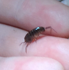 Talitroides topitotum