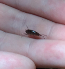 Talitroides topitotum