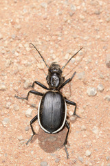 Anthia circumscripta