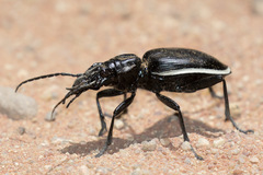 Anthia circumscripta