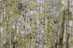 Protoparmelia hypotremella
