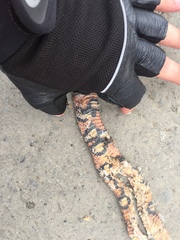 Lampropeltis micropholis