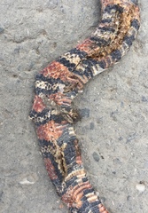 Lampropeltis micropholis