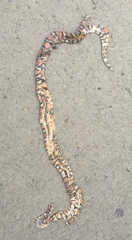 Lampropeltis micropholis