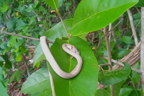 Yucatán White-lipped Snake