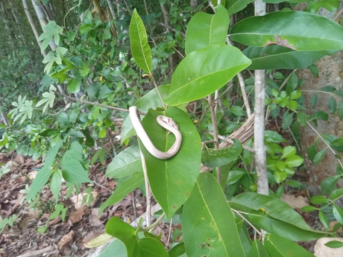 Yucatán White-lipped Snake