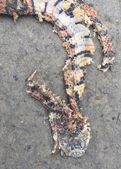 Lampropeltis micropholis