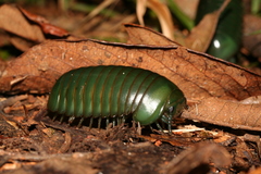 Zoosphaerium neptunus