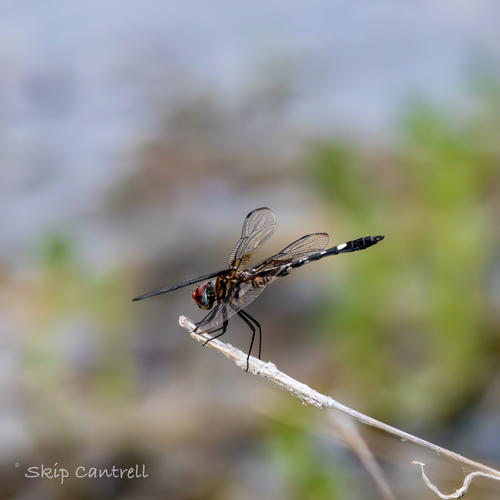 Checkered Setwing photo 5