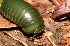 Zoosphaerium neptunus
