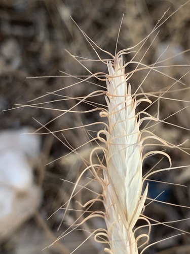 Bromus danthoniae iNat (3)