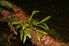 Bulbophyllum auriflorum image