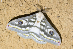 Heniocha bioculata
