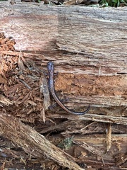 Plethodon cinereus image