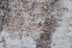 Athallia pyracea