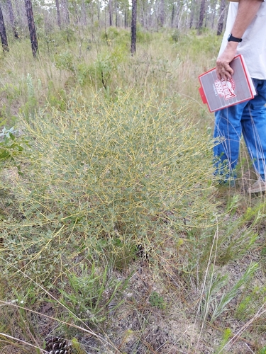 Image of Baptisia lecontei by (c) Athena Philips, some rights reserved (CC BY)