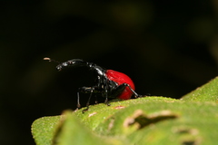 Trachelophorus giraffa