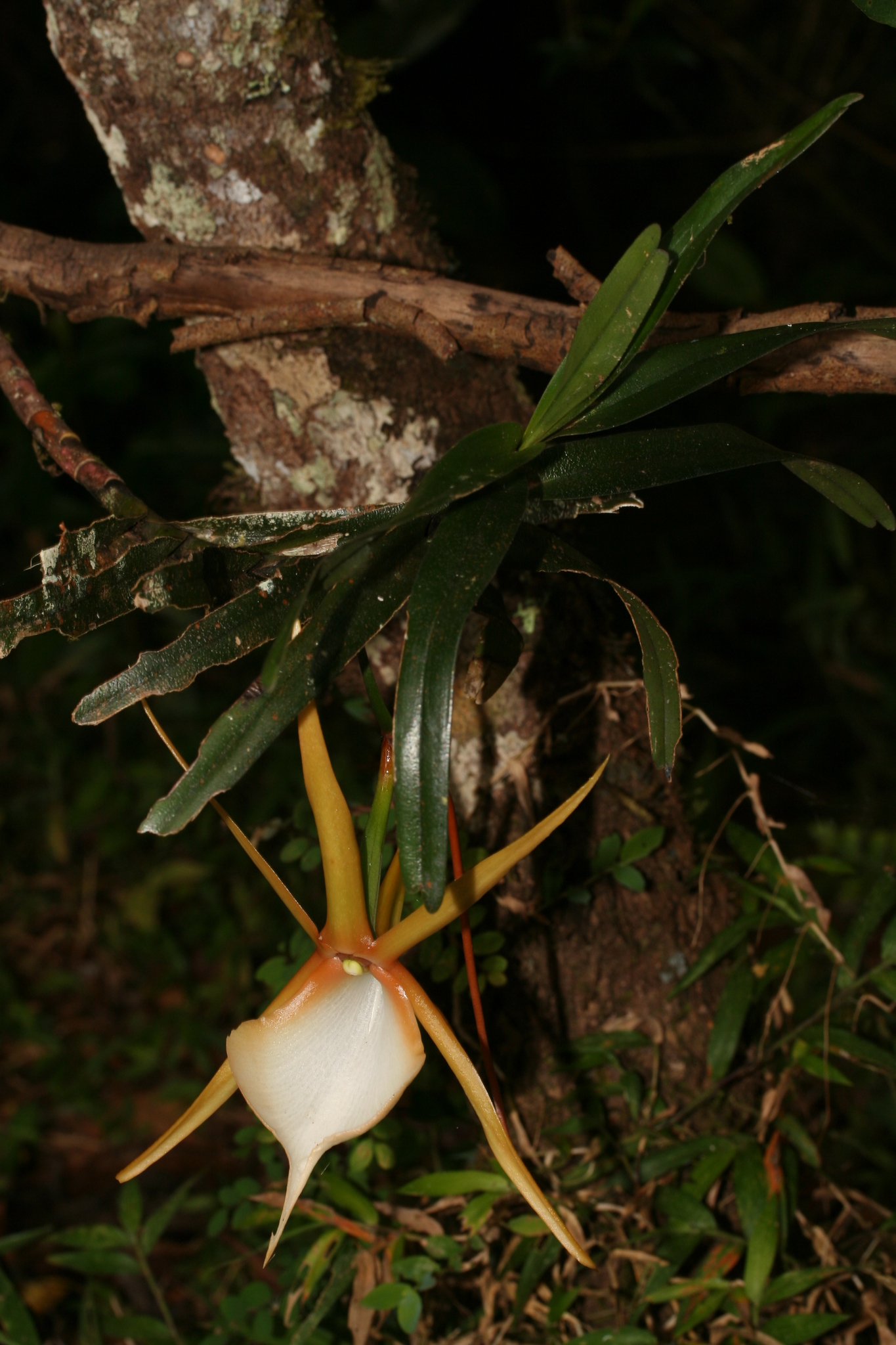 Angraecum viguieri Schltr. 2
