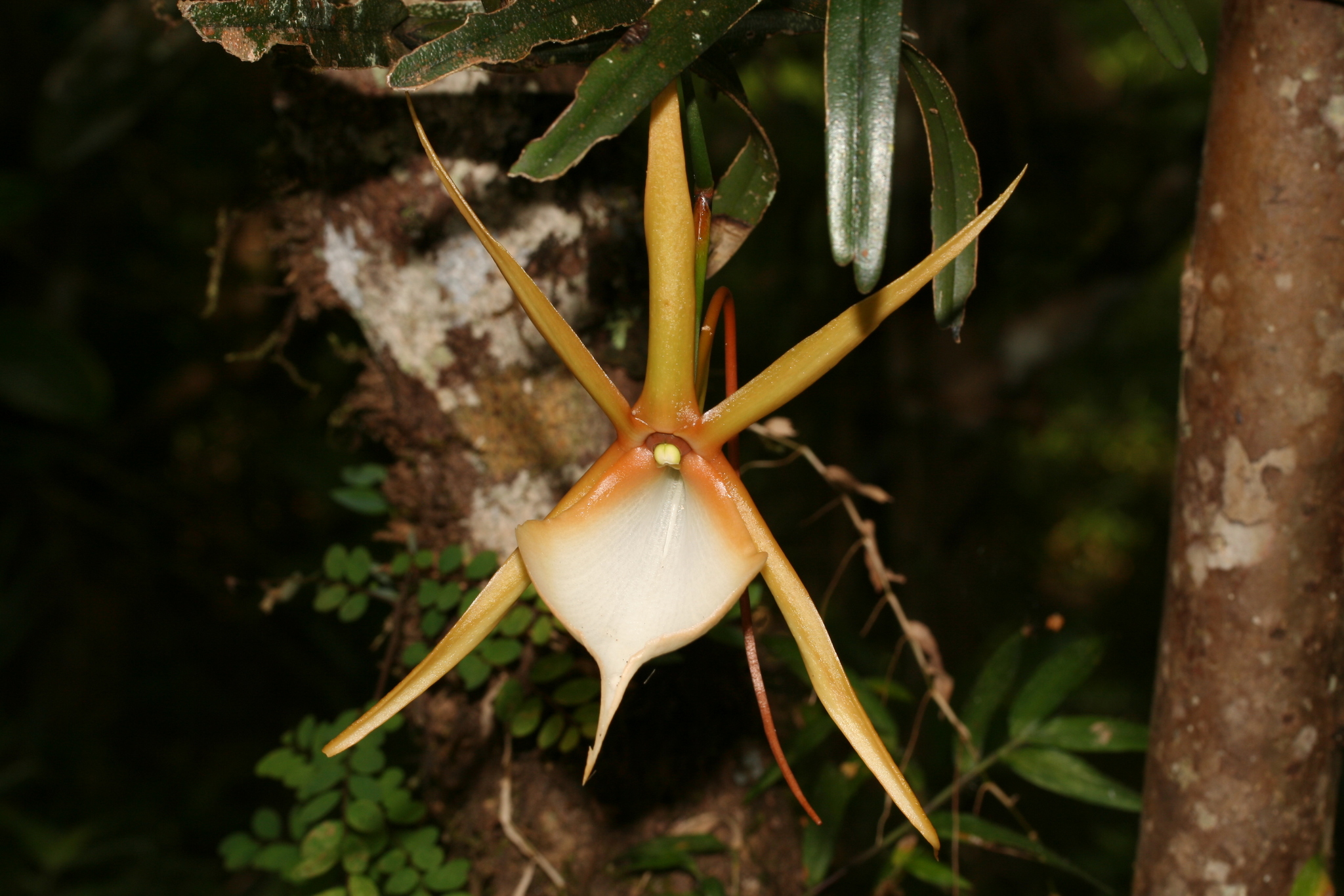 Angraecum viguieri Schltr.