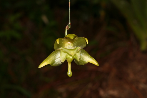 Aeranthes denticulata Toill.-Gen., Ursch & Bosser