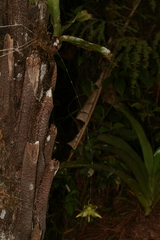 Image of Aeranthes denticulata