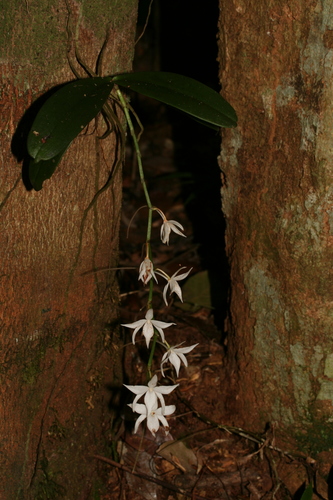 Aerangis articulata, photograph 4