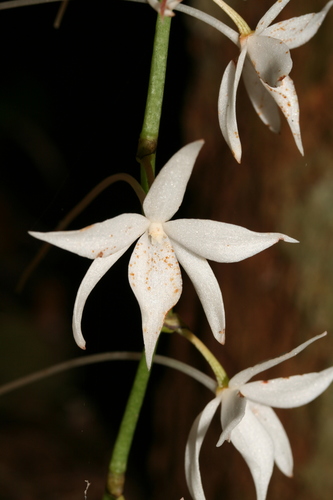 Aerangis articulata, photograph 5