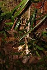 Angraecum conchoglossum image