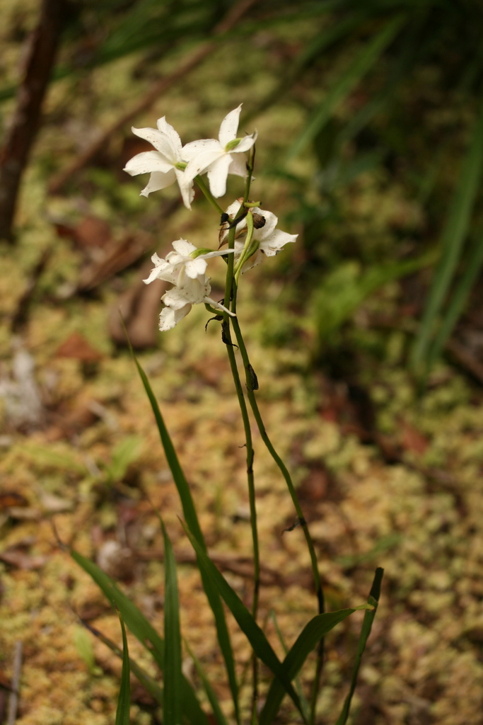 Calanthe steinhardtiana