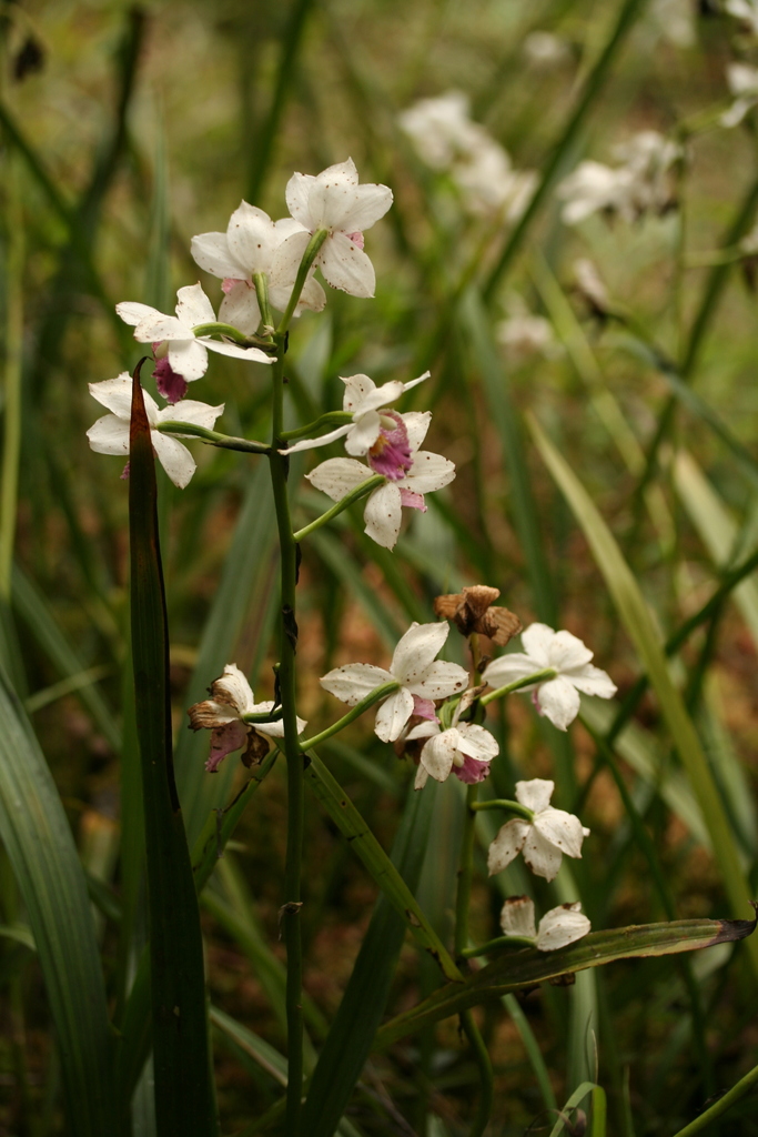Calanthe decora