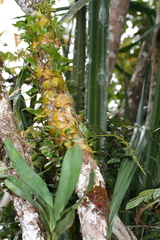 Image of Bulbophyllum cardiobulbum