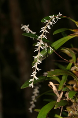 Bulbophyllum leptostachyum