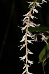 Bulbophyllum leptostachyum