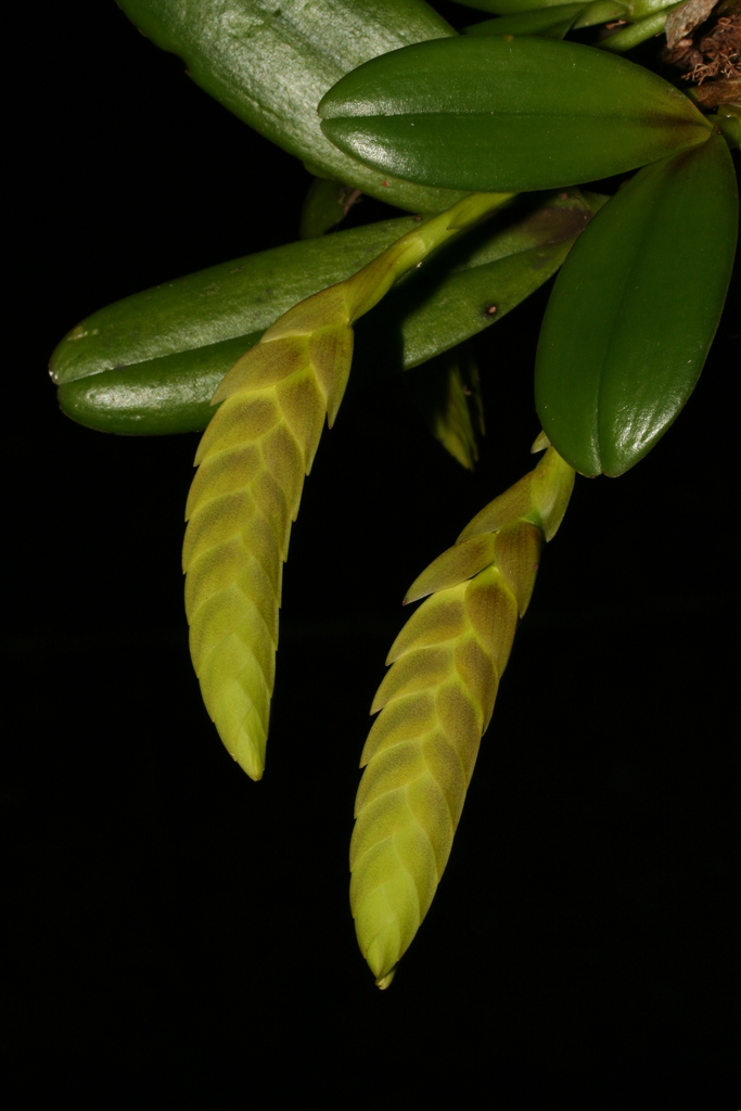 Bulbophyllum occultum