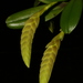 Bulbophyllum occultum - Photo (c) Julien Renoult, some rights reserved (CC BY), uploaded by Julien Renoult