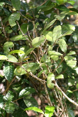 Ficus politoria