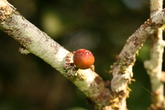 Ficus politoria