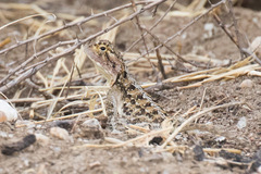 Agama aculeata