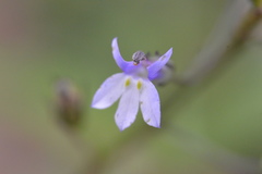 Lobelia xalapensis