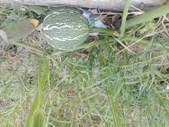 Cucurbita argyrosperma