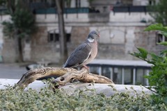 Columba palumbus