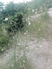 Kosteletzkya depressa