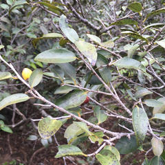 Diospyros sandwicensis