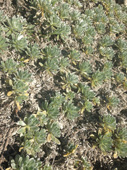 Heliotropium anomalum