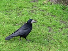 Corvus frugilegus