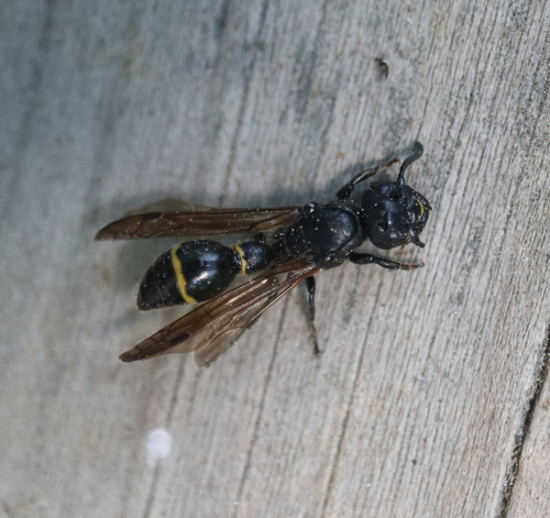 Discoelius dufourii