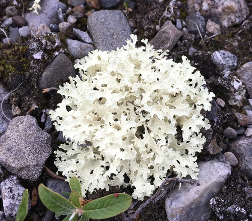 Crinkled Snow Lichen